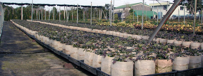 生分解性不織布の容器で栽培を行っているヒイラギナンテン