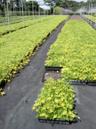 竹中園芸自慢の生産樹種